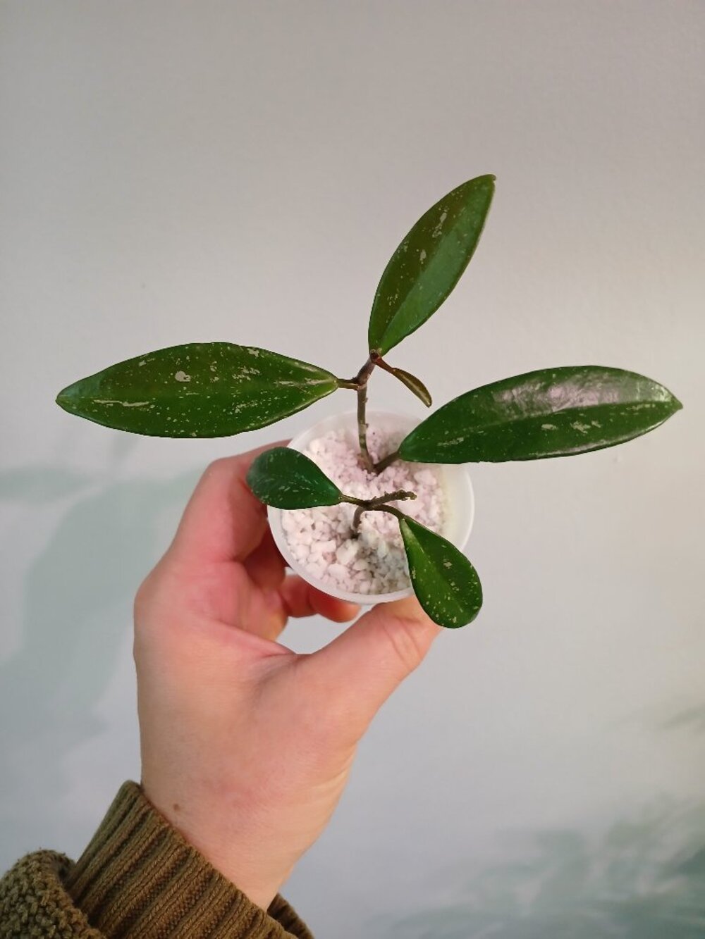 Hoya Pubicalyx Splash Cutting